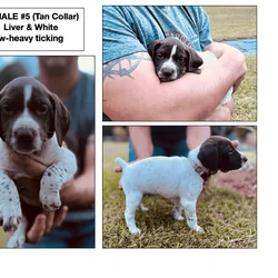 AKC GSP Puppies Available now in Richlands NC