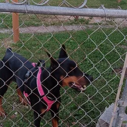 Doberman