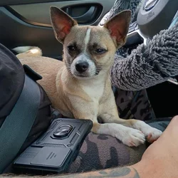 Deerhead Chihuahua 1 yr. Old Male (Boochie)