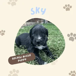 Golden Aussie (light blue)