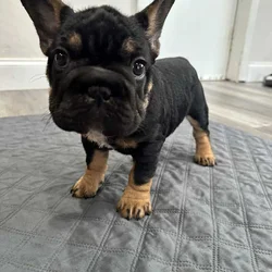AKC French Bulldog Puppies – 12 Weeks Old, Vet Che