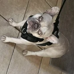 Frenchie Bulldog
