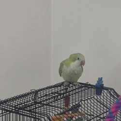 Green Quaker