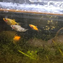 Juvenile platies
