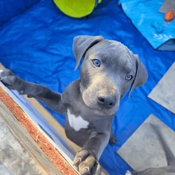 2 Amstaff Pitbull Puppies Available