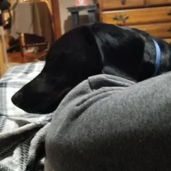 rehoming my lab/beagle puppy