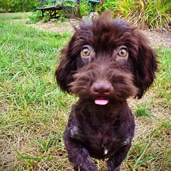 Chocolate Havapoo puppy