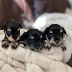 Stunning Mini Schnauzer Puppies