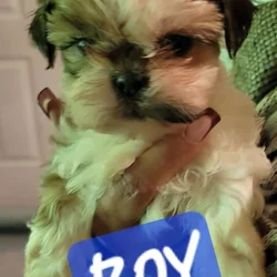 Shih Poo Puppies