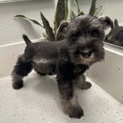 Miniature Schnauzer Puppy!