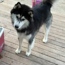 Siberian Husky
