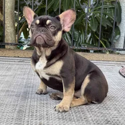 Black and Tan Frenchie female