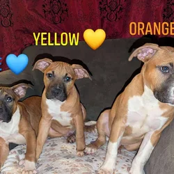 Puppies looking for fur-ever homes