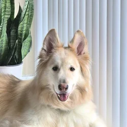 Sweet boy looking for a home!