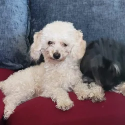 Male toy poodle for adoption
