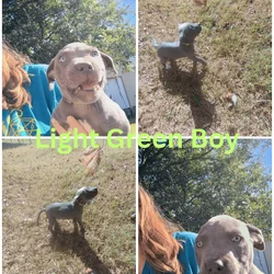 Blue nose Pitbull puppies