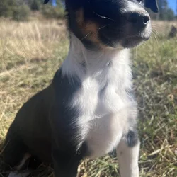 Ranch Pup- Girl 2