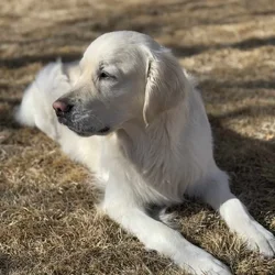 Hermsmeier’s Blue: Stud dog