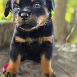 Champion Bloodline AKC Rottweilers