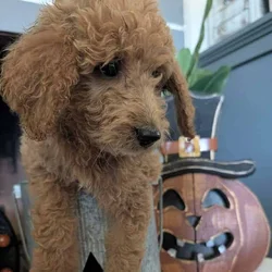 Double doodle puppies