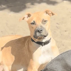 Puppies ready for new home ( black mouth cur/ pit