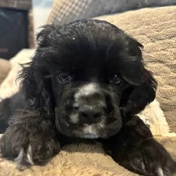 AKC American Cocker Spaniel