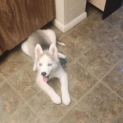 Husky Puppy