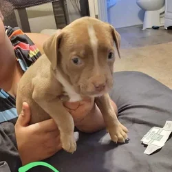 Puppys
