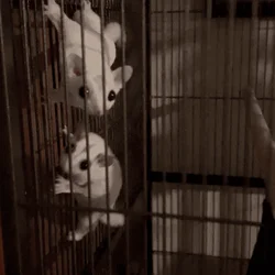 Sugar Glider Pair