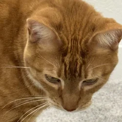 Orange Tabby