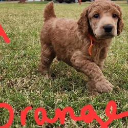 AKC Standard Poodle puppies