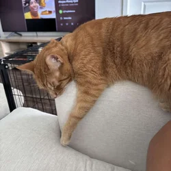 Rehoming for Max