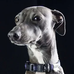 Italian Greyhound Puppy
