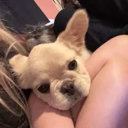 Fluffy frenchie