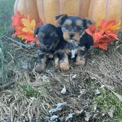 Teacup Yorkies puppies