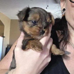 Yorkie puppies