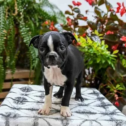 Josie the Boston