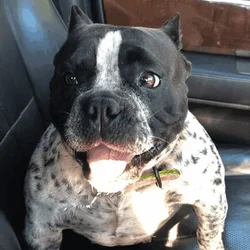 Exotic Bully 1