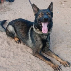 AKC German Shepherd (Import from Czech Republic)