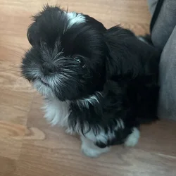 Shih Tzu, macho un mes y medio