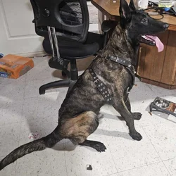 Beautiful Belgian Malinois – 7 Months Old – $500 (