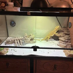 Bearded dragon needs a new home
