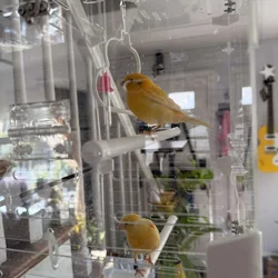 Canary pair