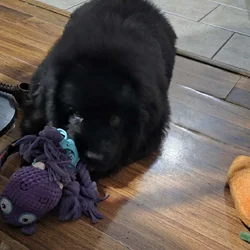 AKC Newfoundland