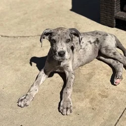 Pure Bred Great Dane Puppies