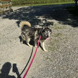 Pure Bred Siberian Husky