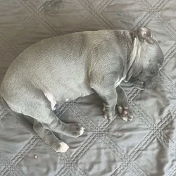 Pittie puppies for sale