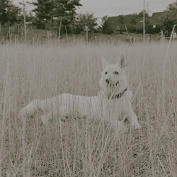 White Swiss Shepherd