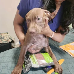 🐾 5 Adorable 11-Week-Old Pit/Lab Mix Puppies Look