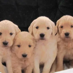 Goldendoodles